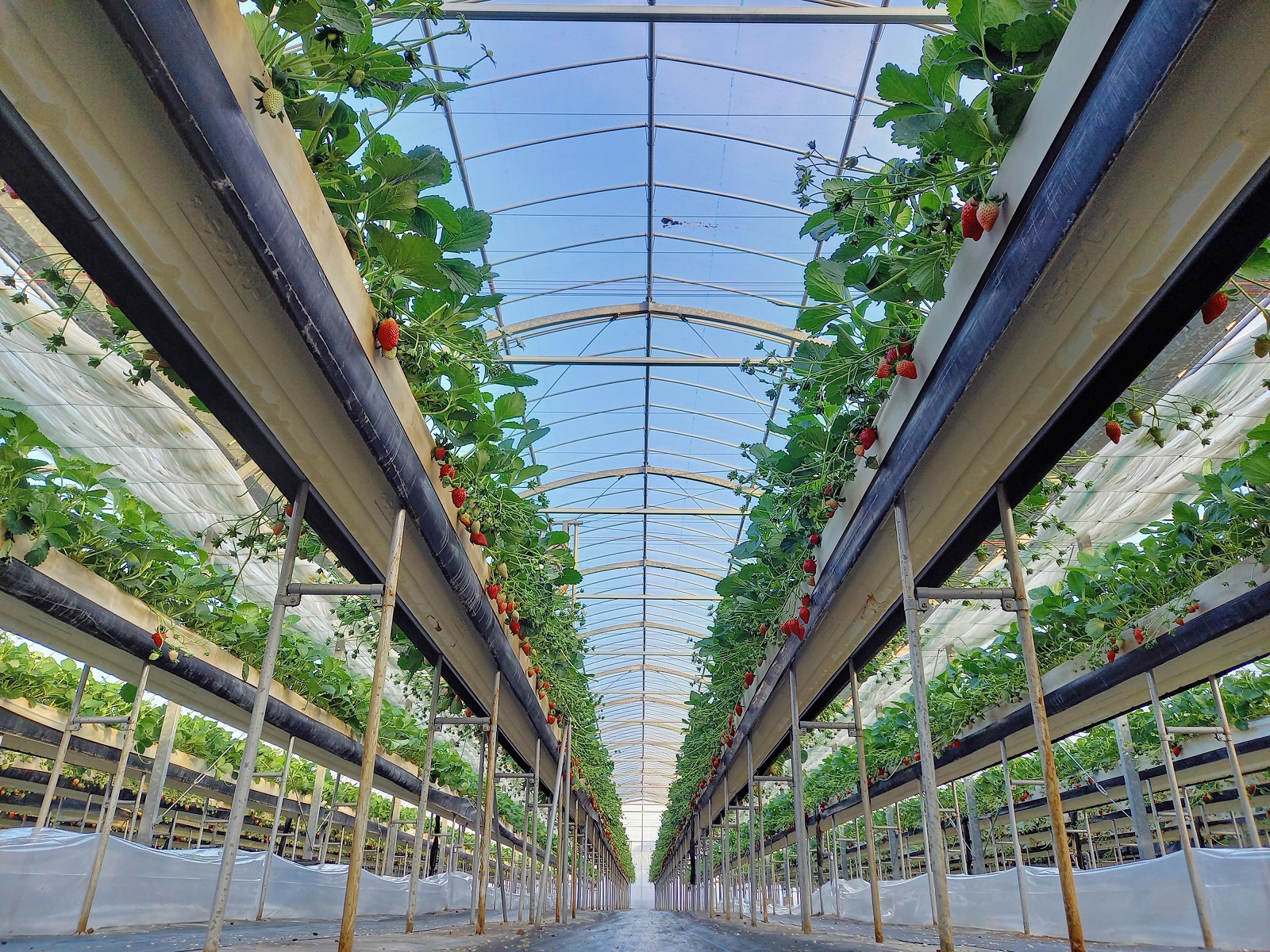 おさぜん農園の新拠点「おさぜん農園 びわ湖ファーム」12月27日(土)グランドオープン！